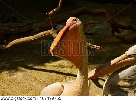 White Pelican With A Large Beak. The Endangered American White Pelican Pelecanus Erythrorhynchos. Cl