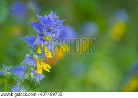 Melampirum. Forest Flowers Blue Leaves And Yellow Flowers In Green Grass. Wild Flower. Cow Cereal Fl