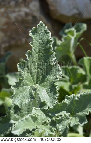 Squirting Cucumber Leaves - Latin Name - Ecballium Elaterium