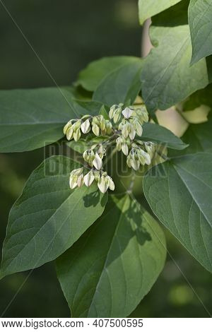 Harlequin Glorybower - Latin Name - Clerodendrum Trichotomum