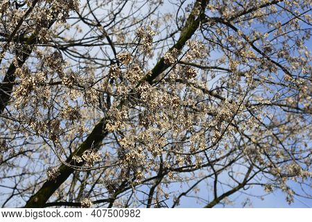 Boxelder Maple Branches With Seed - Latin Name - Acer Negundo