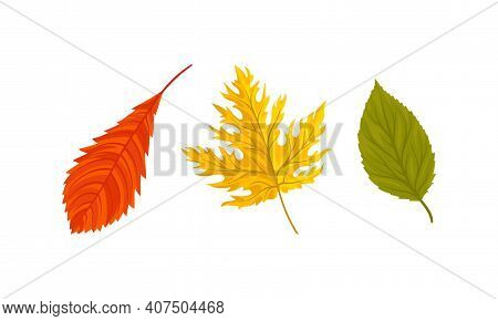 Bright Autumn Leaf With Fibres And Broad, Flat And Thin Surface Vector Set