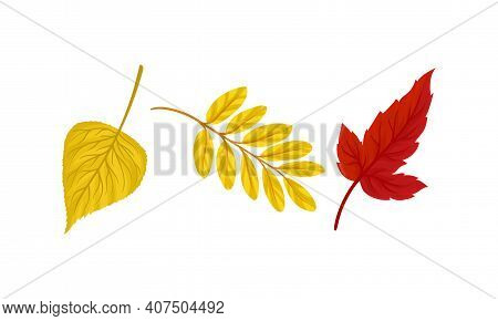 Bright Autumn Leaf With Fibres And Broad, Flat And Thin Surface Vector Set