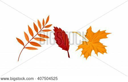 Bright Autumn Leaf With Fibres And Broad, Flat And Thin Surface Vector Set
