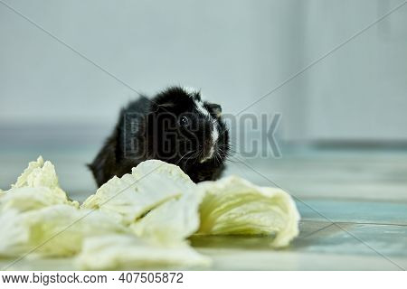 Domestic Guinea Pig Or Cavy Eating Cabbage Leaf Food At Home