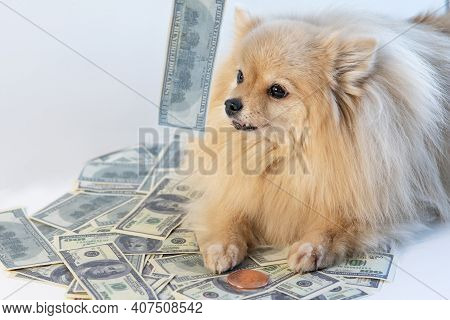 Little Greedy Dog And Cash, Pomeranian Spitz Puppy Lying On Money, Bills, Banknotes Of One Hundred U