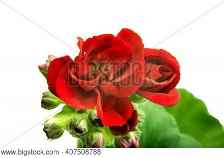 Image Of Indoor Flower Geranium Pelargonium Bloomed With Red Flowers On A White Background