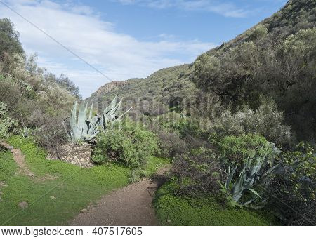 Footpath Through Lush Landscape Of Barranco De Los Cernicalos With Subtropical Plants And Cacti. Gra