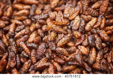 Gebakken In olie Silkworm larven