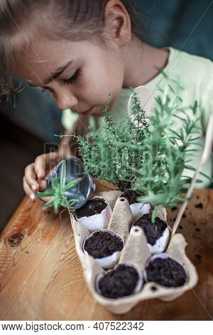 Pretty Schoolgirl Growing Kitchen Herbs In The Eggshell, Rosmary And Thyme, Zero Waste Gardening Con