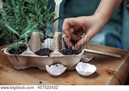 Pretty Schoolgirl Growing Kitchen Herbs In The Eggshell, Rosmary And Thyme, Zero Waste Gardening Con