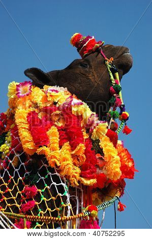 Udsmykket kamel på Pushkar Fair i Thar Desert, rajasthan, Indien