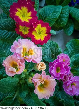 The Black Is Red With A Yellow Middle And Gently Pink With A Yellow Center. Beautiful Flowers Of The