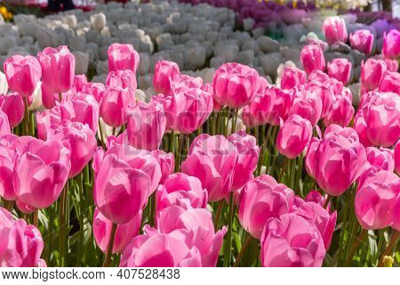 Colorful Flower Beds During The Annual April Tulip Festival In Istanbul In Emirgan Park, Turkey