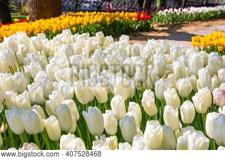 Colorful Flower Beds During The Annual April Tulip Festival In Istanbul In Emirgan Park, Turkey