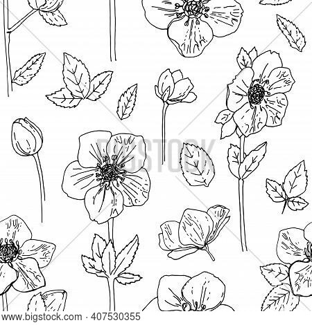 Pattern Flowers Vector Line Drawing. Hellebore Drawn By A Black Line On A White Background.