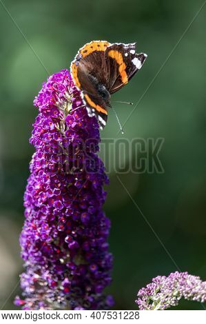 Red Admiral, Vanessa Atalanta, Butterflies On Buddleja Flower Or Butterfly Bush. High Quality Photo