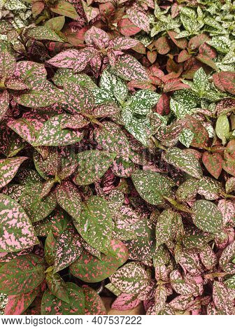 Hypoestes Phyllostachya, Garden Plant With Beautiful Foliage Known As Polka Dot Plant.