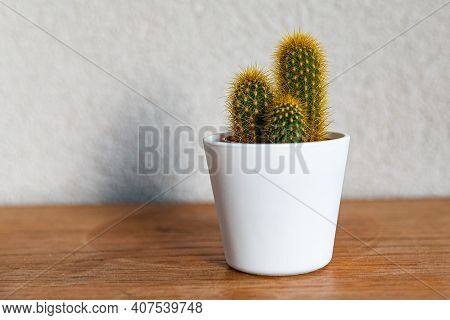 Beautiful Mammillaria Spinosissima Cactus In The Pot On A Wooden Table And With A Gray Background