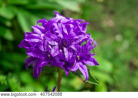 Beautiful Purple Bellflower On Green Background. Campanula Glomerata In Garden. Space For Text.