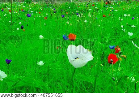 View Of Colorful Anemone Wildflowers, Near Megiddo, Northern Israel