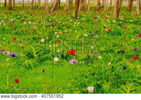 View Of Colorful Anemone Wildflowers In A Eucalyptus Grove, Near Megiddo, Northern Israel