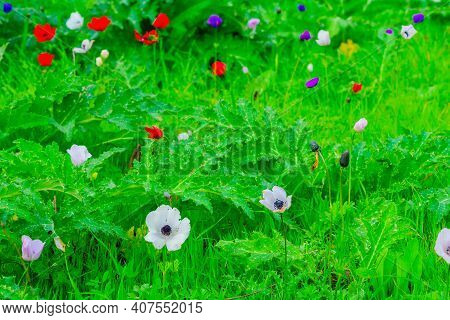 View Of Colorful Anemone Wildflowers, Near Megiddo, Northern Israel