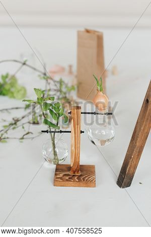 Seedlings And Test Tube. Light Background, Garden Decor, Vegetation On A White Background.