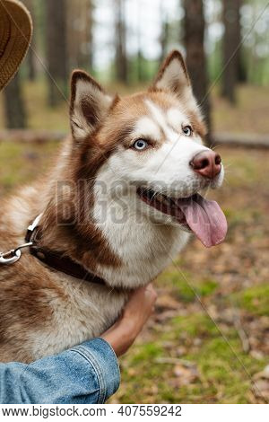 A Cheerful Dog On A Leash. Husky Shows His Tongue. A Walk With A Husky In The Woods.
