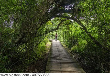 Walkway That Goes Trough A Lush Vegetation. At The End Of This Lane There Is A Trekker