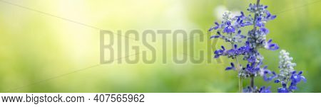 Closeup Of Purple Lavender Flower On Blurred Gereen Background Under Sunlight With Copy Space Using 