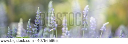 Closeup Of Purple Lavender Flower On Blurred Gereen Background Under Sunlight With Copy Space Using 