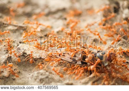 Colony Of Red Ants Eating A Dead Insect On The Ground.