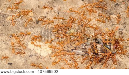 Zoomed Shot Of Giant Red Ants Scavenging On A Dead Insect.