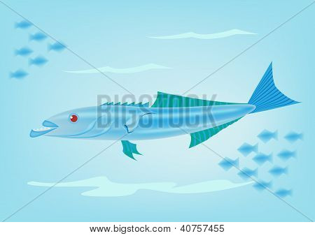 Cobia kala