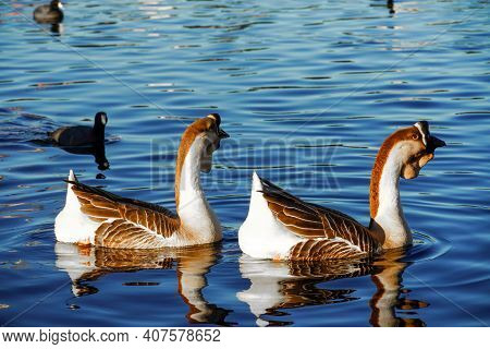 Goose On A Lake, Bird Grey Lag Goose