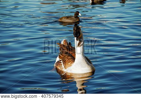 Goose On A Lake, Bird Grey Lag Goose