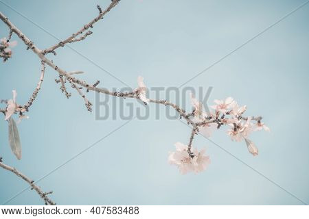 Hello, Spring. Abstract Dreamy Image Of Spring. Blurred White Cherry Blossoms Tree On Blue Sky Backg