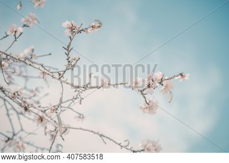 Hello, Spring. Abstract Dreamy Image Of Spring. Blurred White Cherry Blossoms Tree On Blue Sky Backg