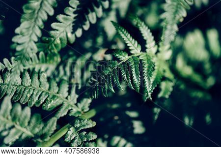 Green Fern Close Up, Macro Background Image