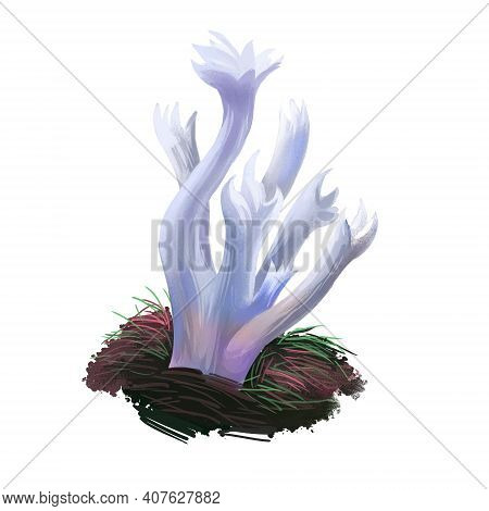 Clavulinaceae Mushroom Closeup Digital Art Illustration. Boletus Has White Fruit Body And Grows On C