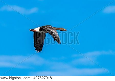 The Greylag Goose, Anser Anser Is A Species Of Large Goose In The Waterfowl Family Anatidae And The 