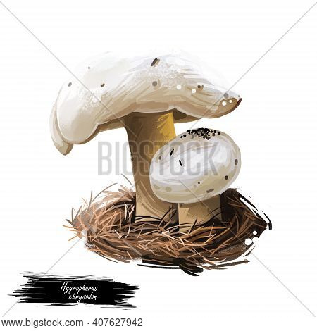 Hygrophorus Chrysodon Mushroom Closeup Digital Art Illustration. Boletus Has White Cap With Dark Spe