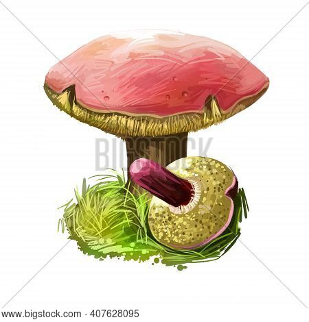 Western Giant Puffball Or Calvatia Booniana Mushroom Closeup Digital Art Illustration. Boletus Has R