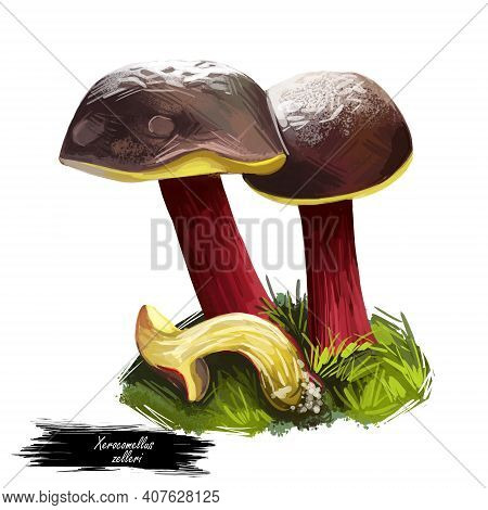 Xerocomellus Zelleri Or Zeller Bolete Mushroom Closeup Digital Art Illustration. Boletus Has Dark Br
