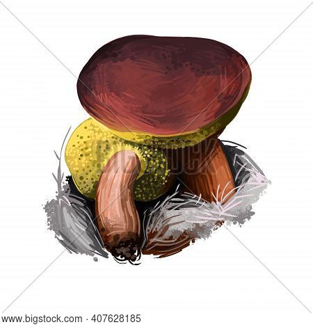 Xerocomus Illudens Mushroom Closeup Digital Art Illustration. Boletus Has Reddish Brown Cap And Pale