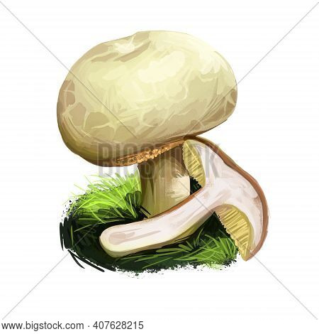 Xerocomus Subtomentosus, Suede Or Boring Brown Bolete Mushroom Closeup Digital Art Illustration. Bol