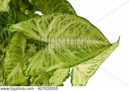 Close Up Of Leaf Of Tropical Houseplant With Botanic Name Syngonium Podophyllum Arrow Isolated On Wh
