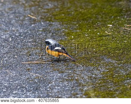 A Daurian Redstart, Phoenicurus Auroreus, Stands On A Paved Walking Path In A Park Near Yokohama, Ja