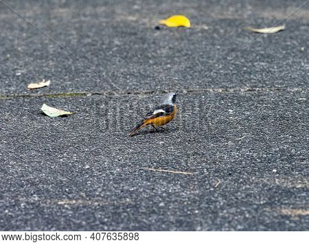 A Daurian Redstart, Phoenicurus Auroreus, Stands On A Paved Walking Path In A Park Near Yokohama, Ja